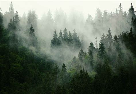 High Resolution Misty Forest -, Foggy Forest HD wallpaper | Pxfuel