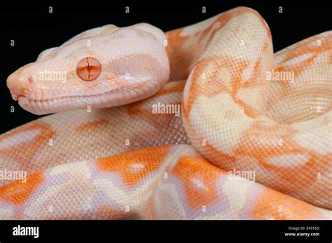 Albino snake / Boa constrictor Stock Photo - Alamy