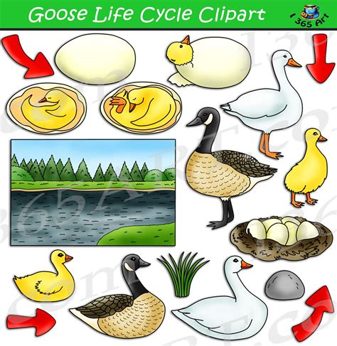 Goose Life Cycle Clipart Set Download | Life cycles, Clip art ...