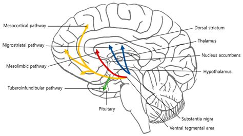 Dopamine Pathways In The Brain