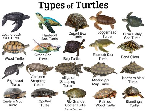 Turtles, Tortoises, Terrapin Laminated Educational Science Animal Chart ...