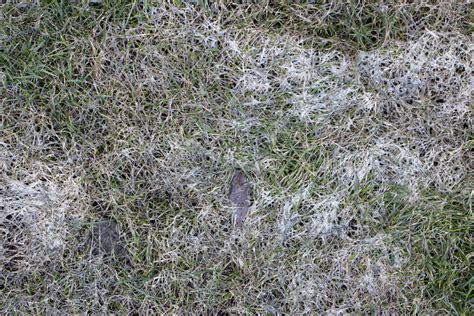 Spring Lawn Diseases: What to Look Out for Early On - Lush Lawn