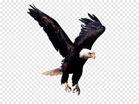 Eagle, Eagle, free, animals, bald Eagle, fauna png | PNGWing