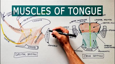 Tongue Muscles Anatomy