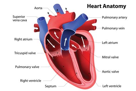 Heart murmurs in dogs — Elwood vet