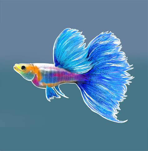 Rainbow Guppy on Behance