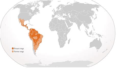 Where Do Jaguars Live? - WorldAtlas