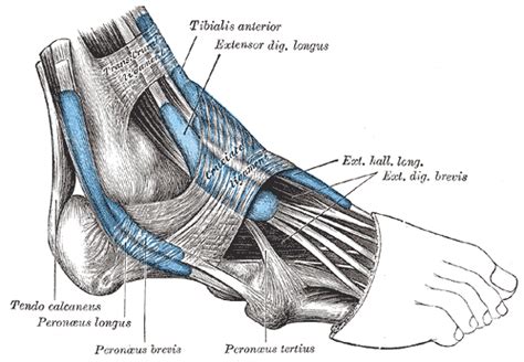 Extensor Tendinopathy - Advance Foot Clinic Podiatry