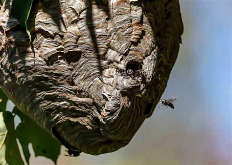 Types Of Wasps Nests