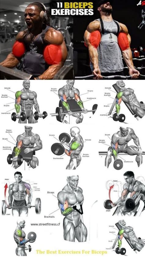 The 15 Best Bicep Workouts and Exercises of All Time | Big biceps workout