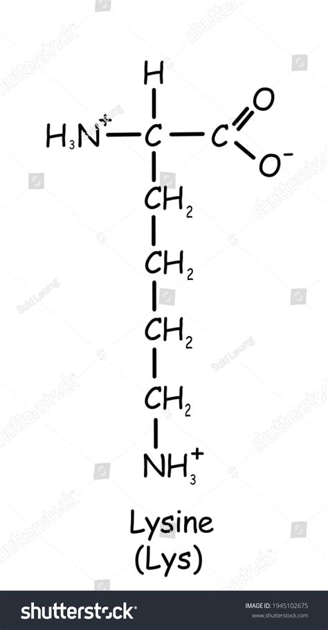 Amino Acid Chemical Structure Lysine Lys Stock Illustration 1945102675 ...