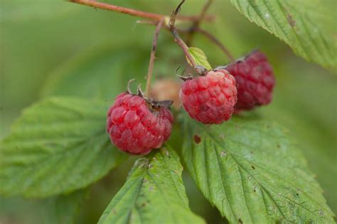 Raspberry Varieties for the Home Garden – P. Allen Smith