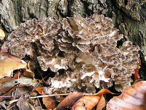 Fall Mushrooms: 7 Easy-to-ID Autumn Fungi That Are Great Eating