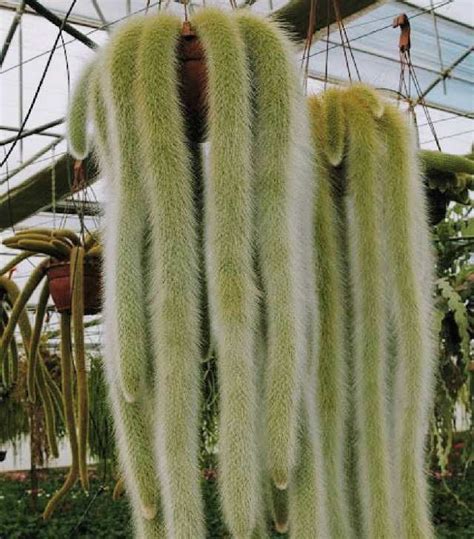 The Monkey Tail Cactus 'Cleistocactus Colademononis' | Succulent City