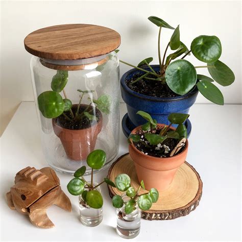 Plant Propagation for Kids - My Tasteful Space