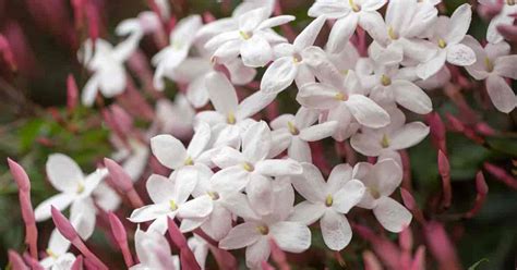 How To Grow and Care For Jasmine Plants