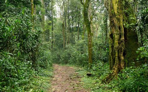 Kakamega Forest National Reserve | Kenya Safari Destinations