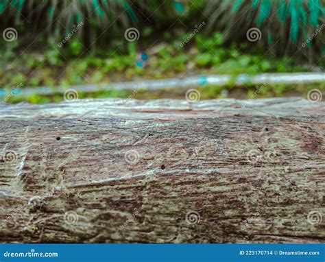 Wallpaper taman hd stock photo. Image of tree, nature - 223170714