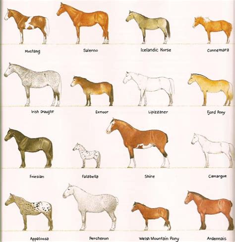 Horse breeds and Horseback Riding