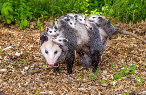 What Vegetables Do Possums Eat?