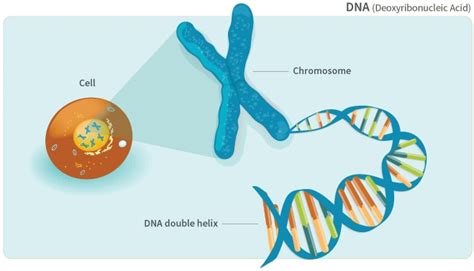 Dna Can Be Found in What 2 Organelles - Branden-has-Oliver