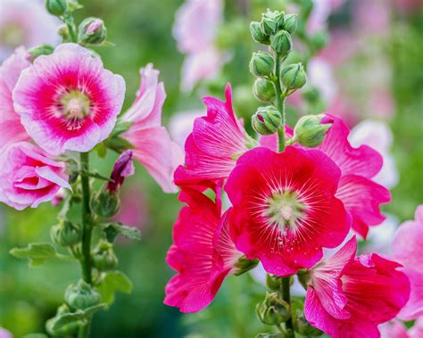 When to plant hollyhock seeds: for a spectacular show | Homes & Gardens