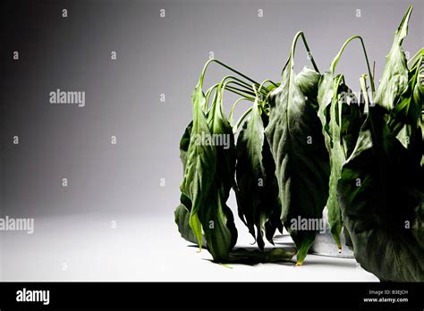 Dying plant Stock Photo - Alamy