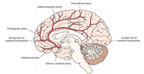 Blood Supply of the Central Nervous System (Gross Anatomy of the Brain ...