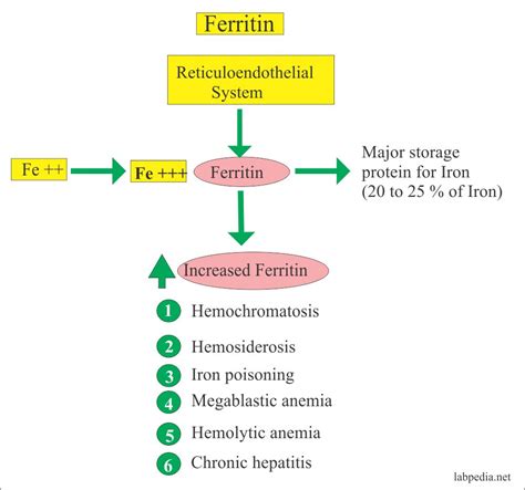 What low ferritin means