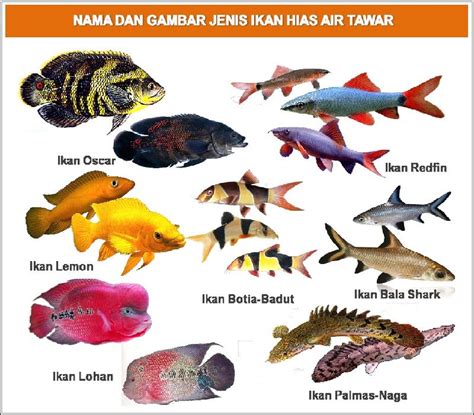 Nama-Nama Ikan Hias Air Tawar, Air Laut, Air Payau, Beserta Latinnya ...