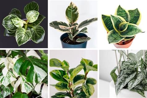 16 Beautiful Variegated Houseplants You Will Love - Smart Garden Guide