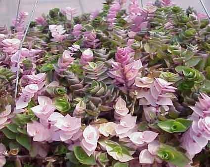 Callisia repens variegata - Glasshouse Works