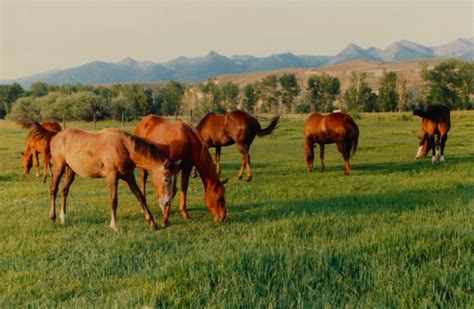 Beautiful photos of Montana Horses ranches | BOOMSbeat