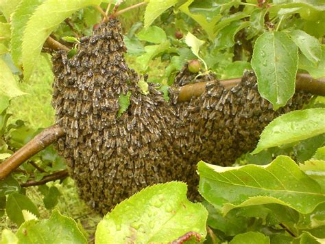 Pourquoi les abeilles pullulent-elles?