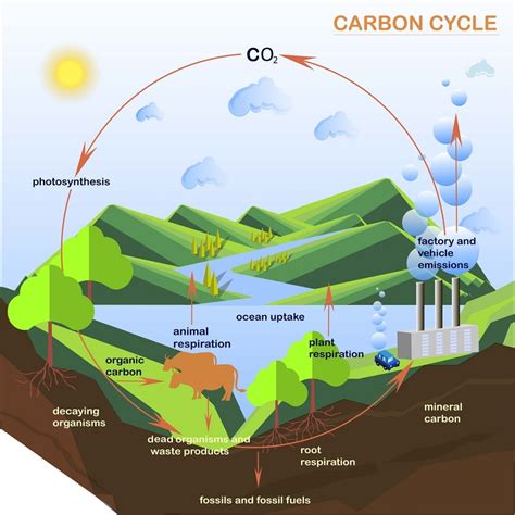 Carbon Cycle - Definition, Steps and Examples | Biology Dictionary