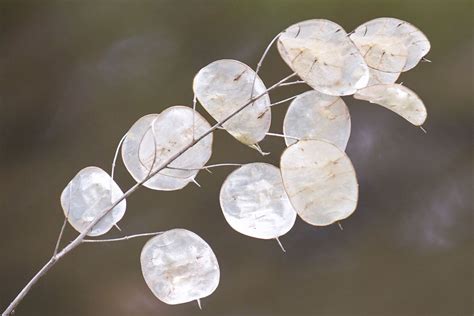 Lunaria Annua Seeds