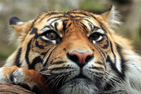 Edinburgh Zoo Will Bring Out The Animal In You | Parliament House Hotel