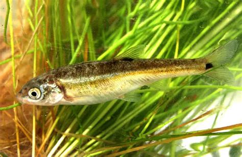 Dace - Description, Habitat, Image, Diet, and Interesting Facts