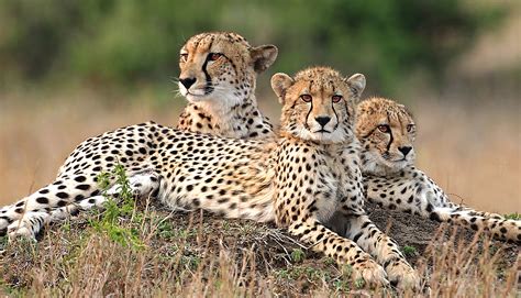 Serengeti National Park Safari Tours | Safari Ventures