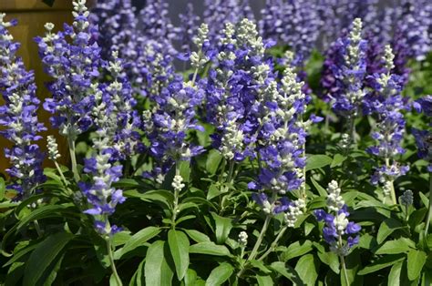 Salvia farinacea Farina® 'Blue Bicolor' Mealycup Sage | Garden Center ...