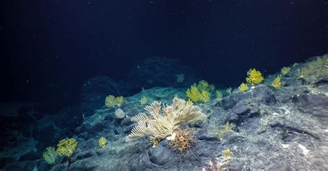 Get To Know Deep Sea Corals of the Central Pacific | Nautilus Live