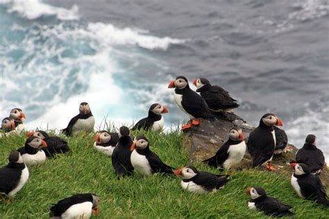 Faraway in the Faroes: island hiking and wildlife watching in the north ...