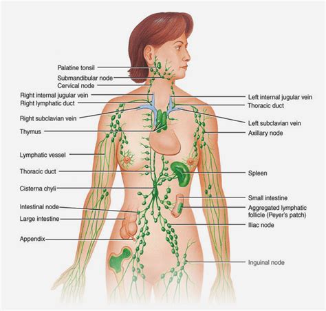 Understanding the Power of Lymphatic Drainage Massage