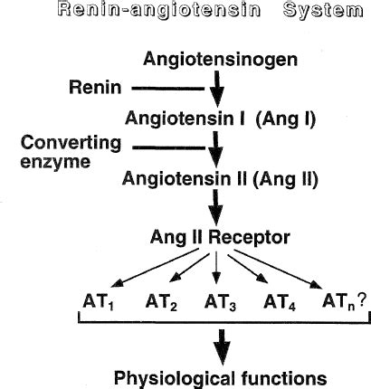 Angiotensin II Receptor Subtypes: Their Distribution Signaling Pathways ...