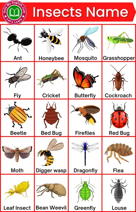 Insects Names