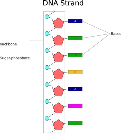 The Structure of DNA | Mooramo