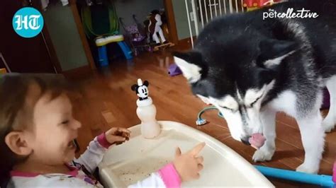 Cute clip shows babies laughing hysterically at doggos. Watch ...