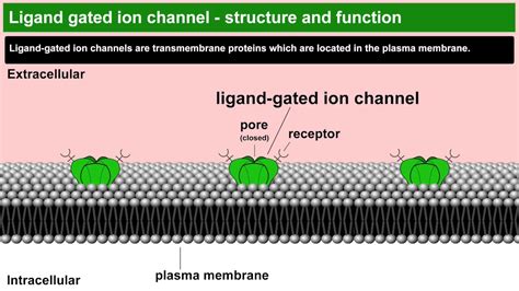 Ligand gated ion channels structure and function - YouTube