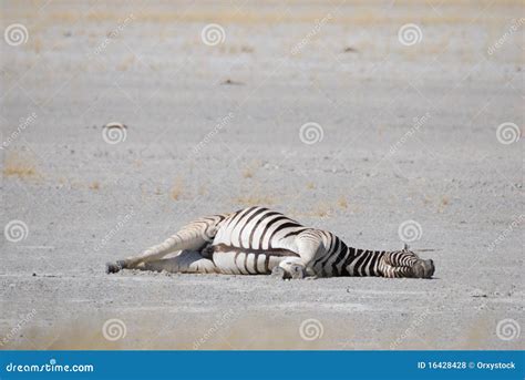 Sleeping Zebra Royalty Free Stock Photos - Image: 16428428