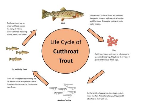 Explore More Episode 3: Why are trout vital to Wyoming's ecosystem ...